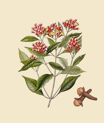 Clove Stem Oil